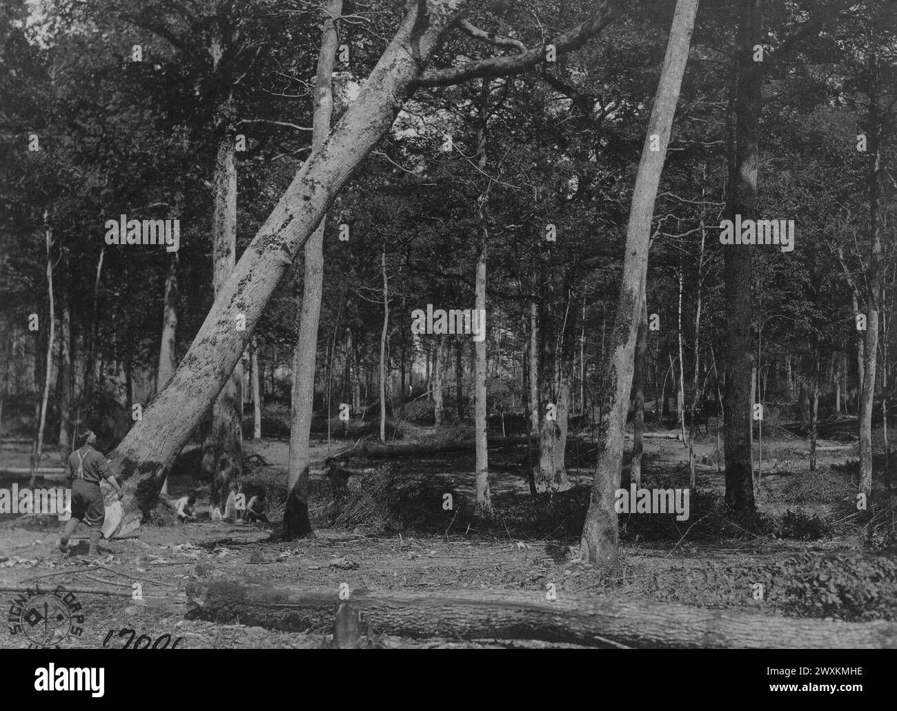 Les membres de 20e ingénieurs abattant des chênes dans la foret du Dor près d'Eclaron, France CA. 1918 Banque D'Images