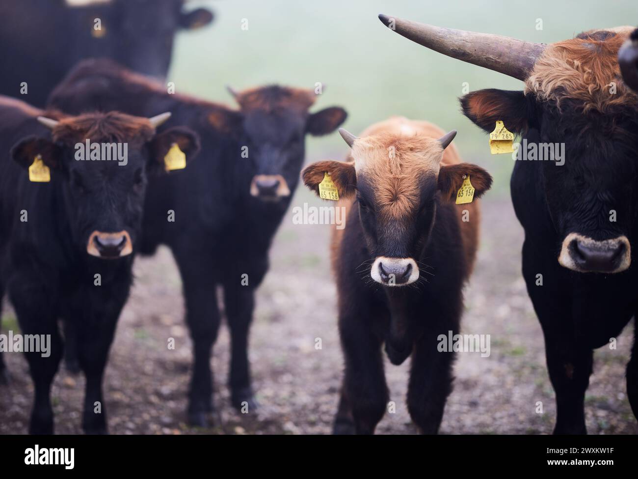 Troupeau de bovins debout dans un champ herbeux Banque D'Images