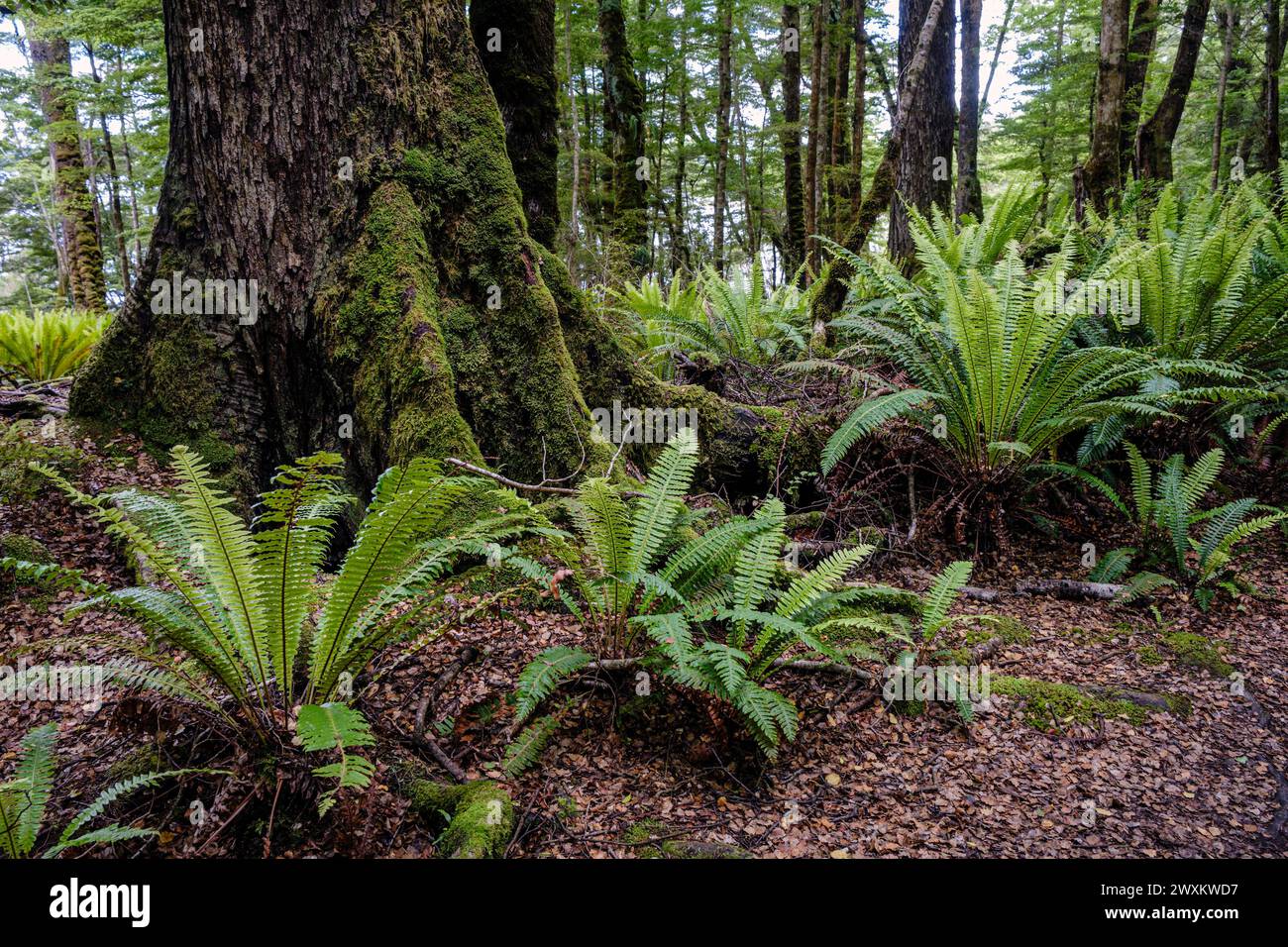 Fougères poussant à côté de la piste Kepler, te Anau, Southland Region, South Island, Nouvelle-Zélande Banque D'Images