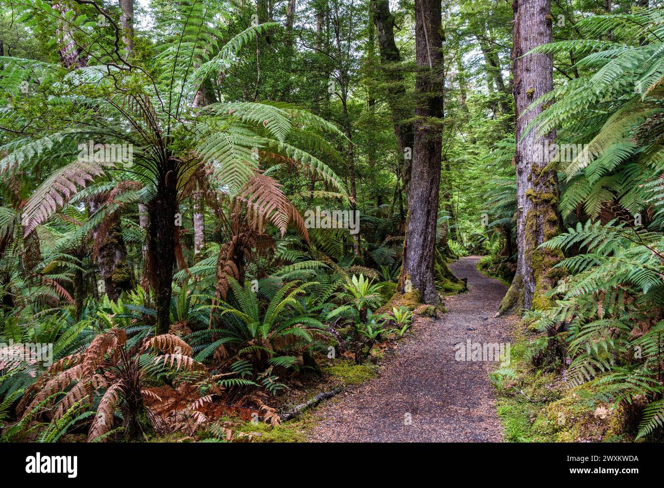 Le Kepler Track serpente à travers la forêt de fougères arborées et de hêtres du sud, te Anau, Southland Region, South Island, Nouvelle-Zélande Banque D'Images