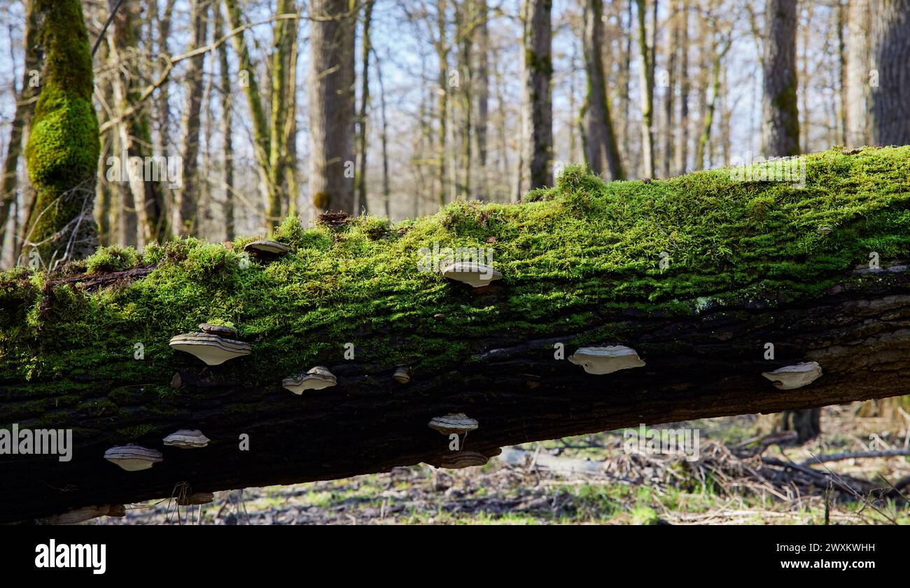 Mousse sur la bûche d'arbre à la lisière de la forêt Banque D'Images