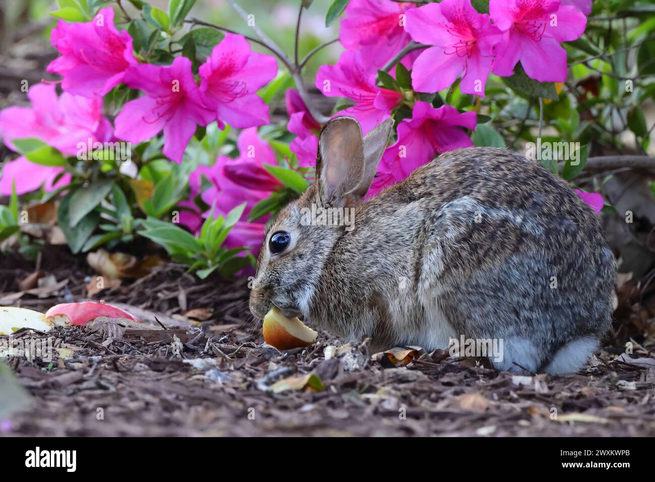 Un petit lapin grignotant de la nourriture près de fleurs violettes près d'un buisson Banque D'Images