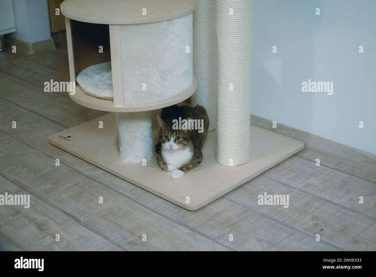 Félin se reposant par l'arbre imposant à côté des marques de griffes Banque D'Images