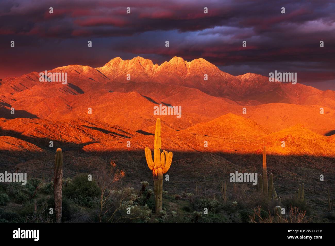 Coucher de soleil dans le désert de Sonora avec les quatre sommets enneigés dans les montagnes Mazatzal près de Phoenix, Arizona Banque D'Images