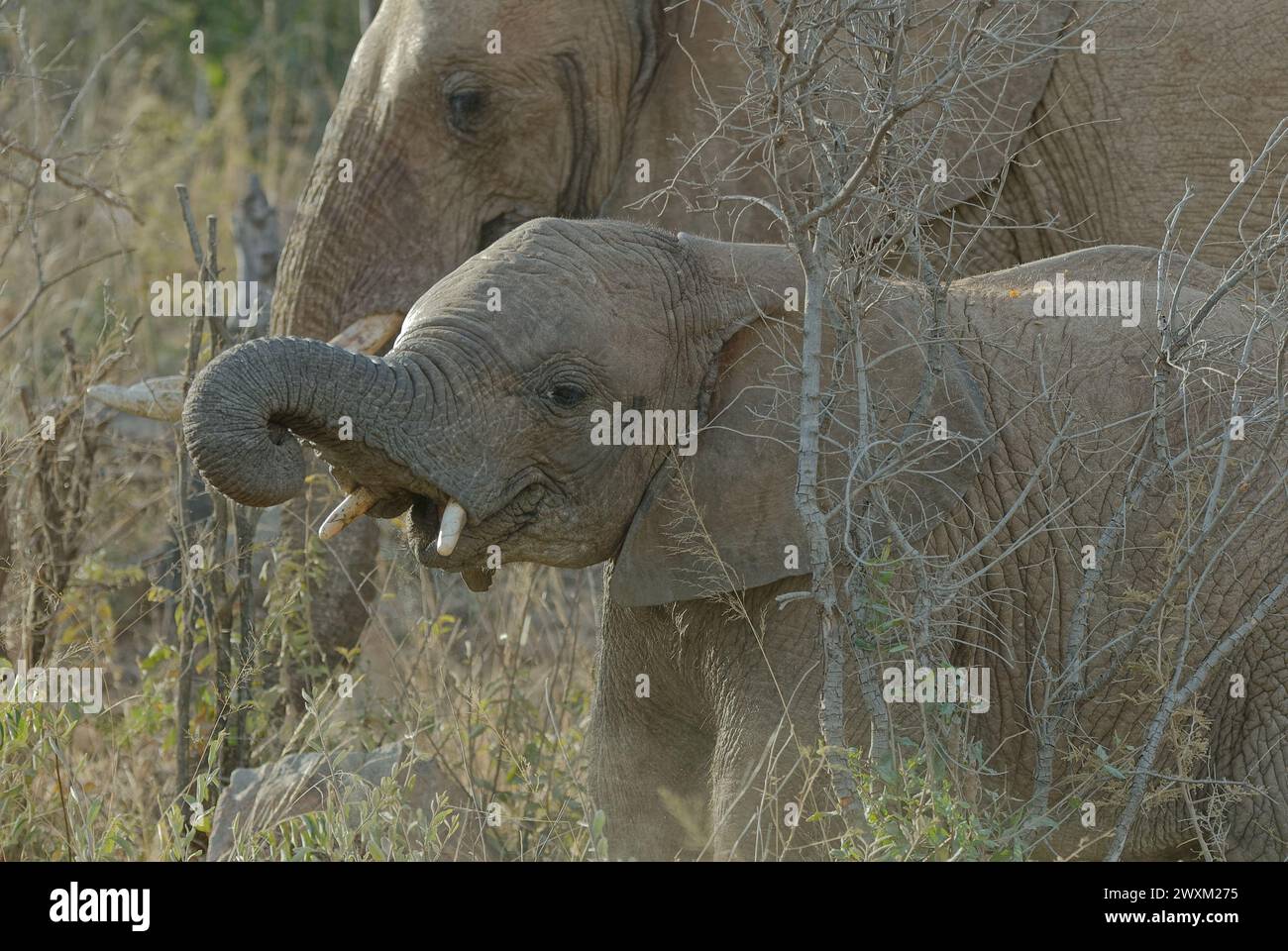 Éléphants dans le Bush sud-africain - jeune éléphant avec mère derrière lui. Tronc étendu et jeunes défenses apparaissant Banque D'Images