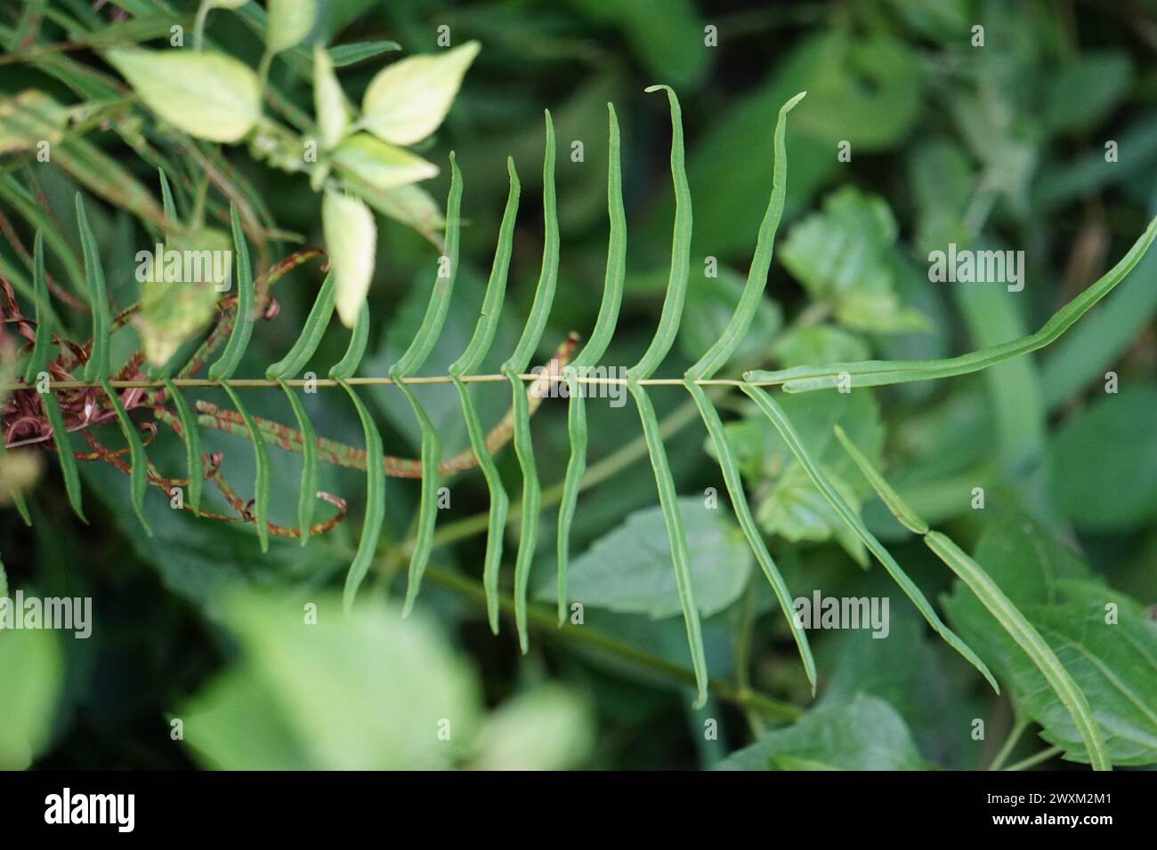 Pteris vittata (frein chinois, frein d'échelle chinois, simplement frein d'échelle, Pakis rem cina). Il est cultivé dans les jardins pour son aspect attrayant Banque D'Images