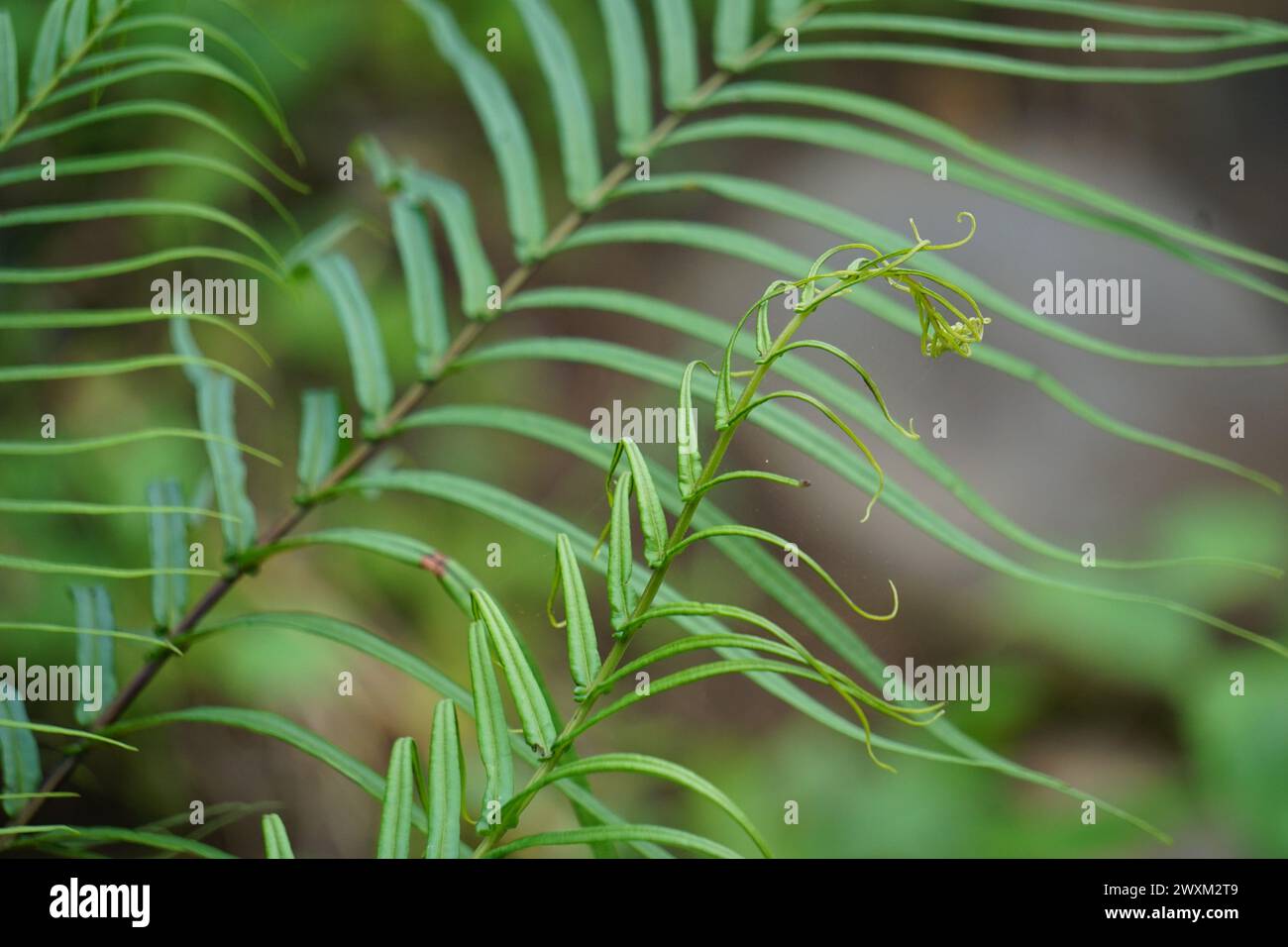 Pteris vittata (frein chinois, frein d'échelle chinois, simplement frein d'échelle, Pakis rem cina). Il est cultivé dans les jardins pour son aspect attrayant Banque D'Images