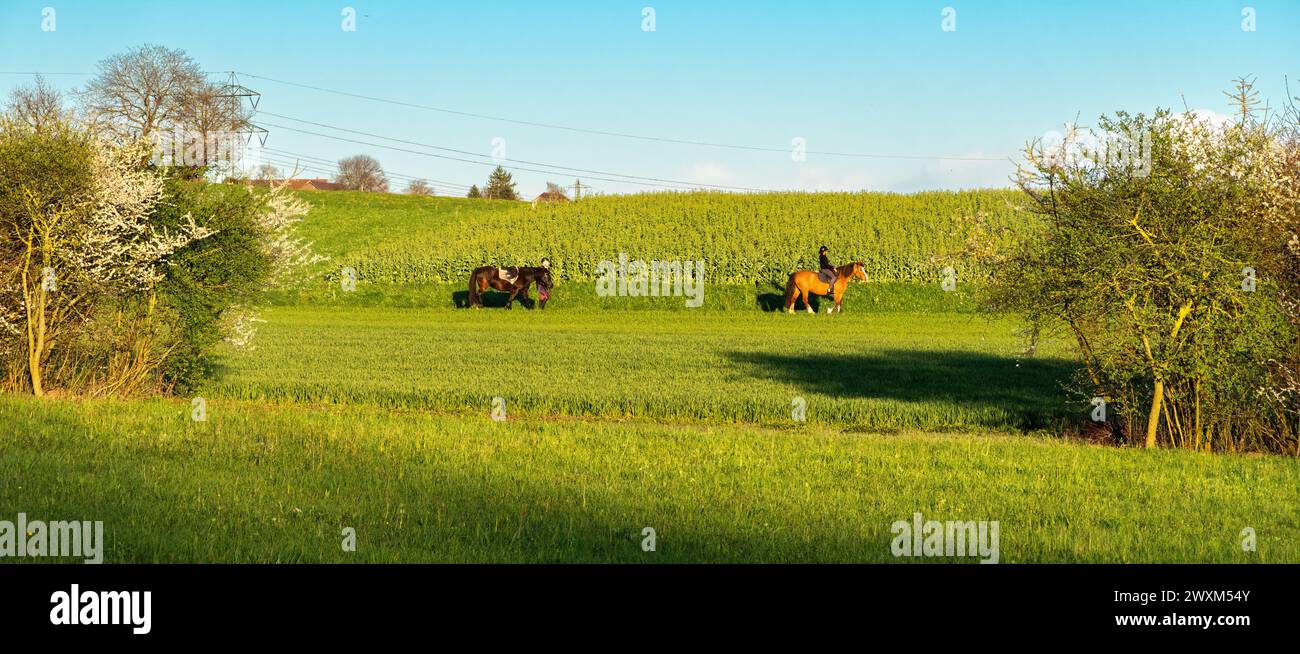 Regensdorf, Suisse - 28 mars 2024 : scène rurale - chevaux marchant entre les champs à côté de la réserve naturelle Katzenseen Banque D'Images