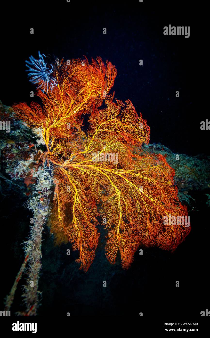 Un cliché de nuit d'un corail orange éclatant Banque D'Images