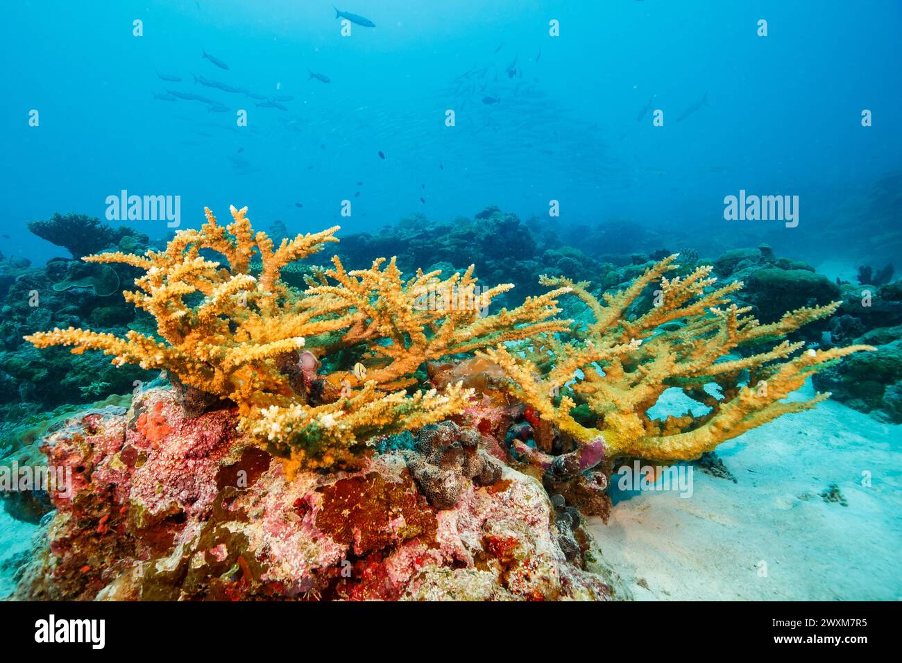 Une scène océanique sereine avec des poissons nageant parmi les récifs coralliens vibrants Banque D'Images
