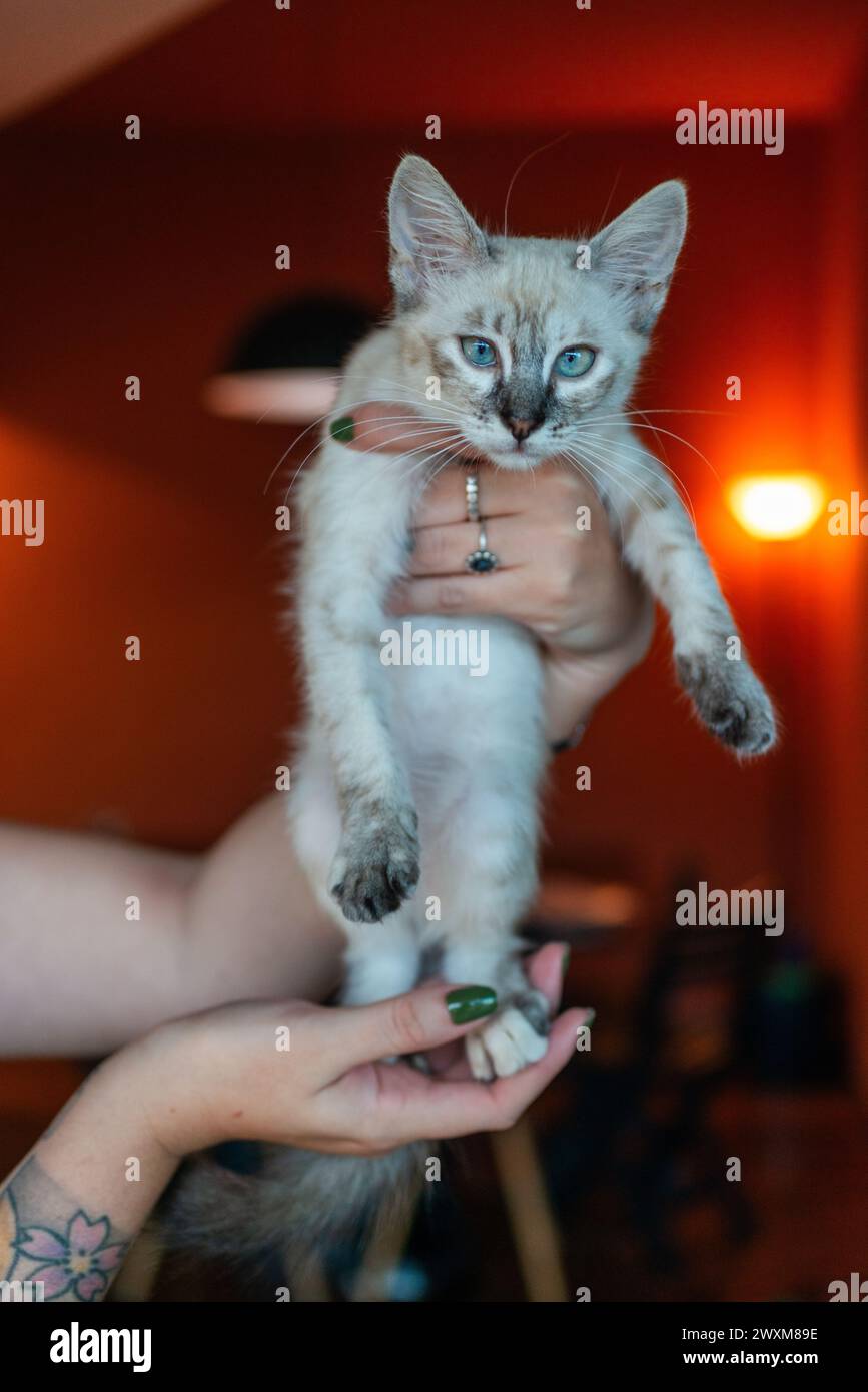 Une personne tenant un chaton blanc curieux avec les yeux bleus. Banque D'Images