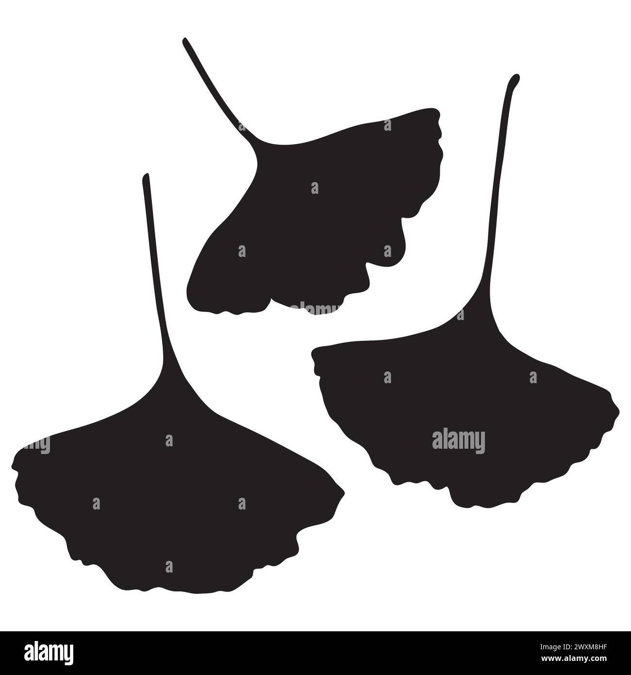 Feuilles de Ginkgo biloba, illustration botanique vectorielle. Silhouettes de feuilles d'arbre de ginkgo chinois. Illustration de Vecteur