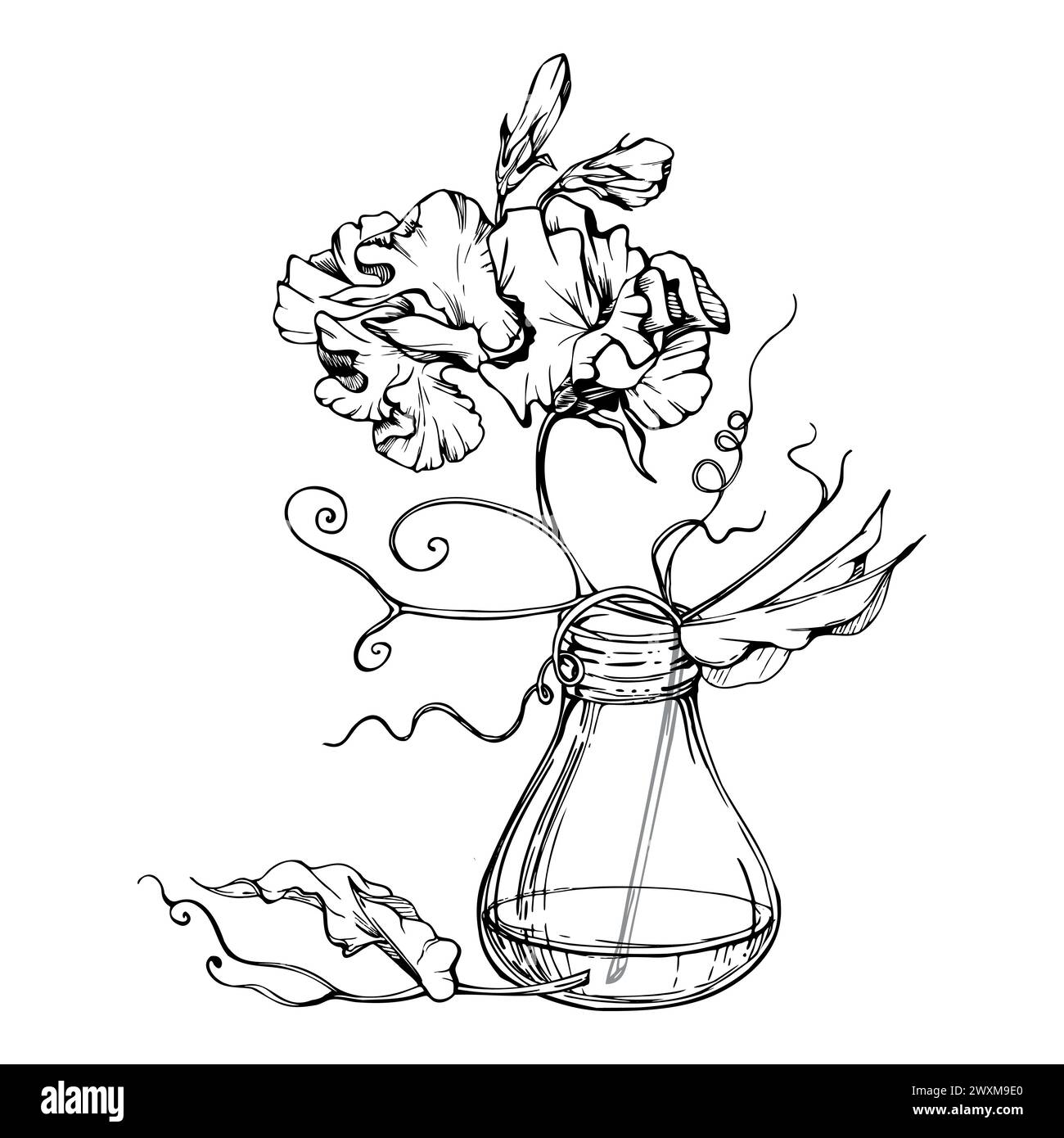 Illustration graphique à l'encre vectorielle dessinée à la main fleurs botaniques feuilles. Pois sucré et éternel, légumineuse à la vesce bindweed. Vase en verre bouquet isolé blanc Illustration de Vecteur