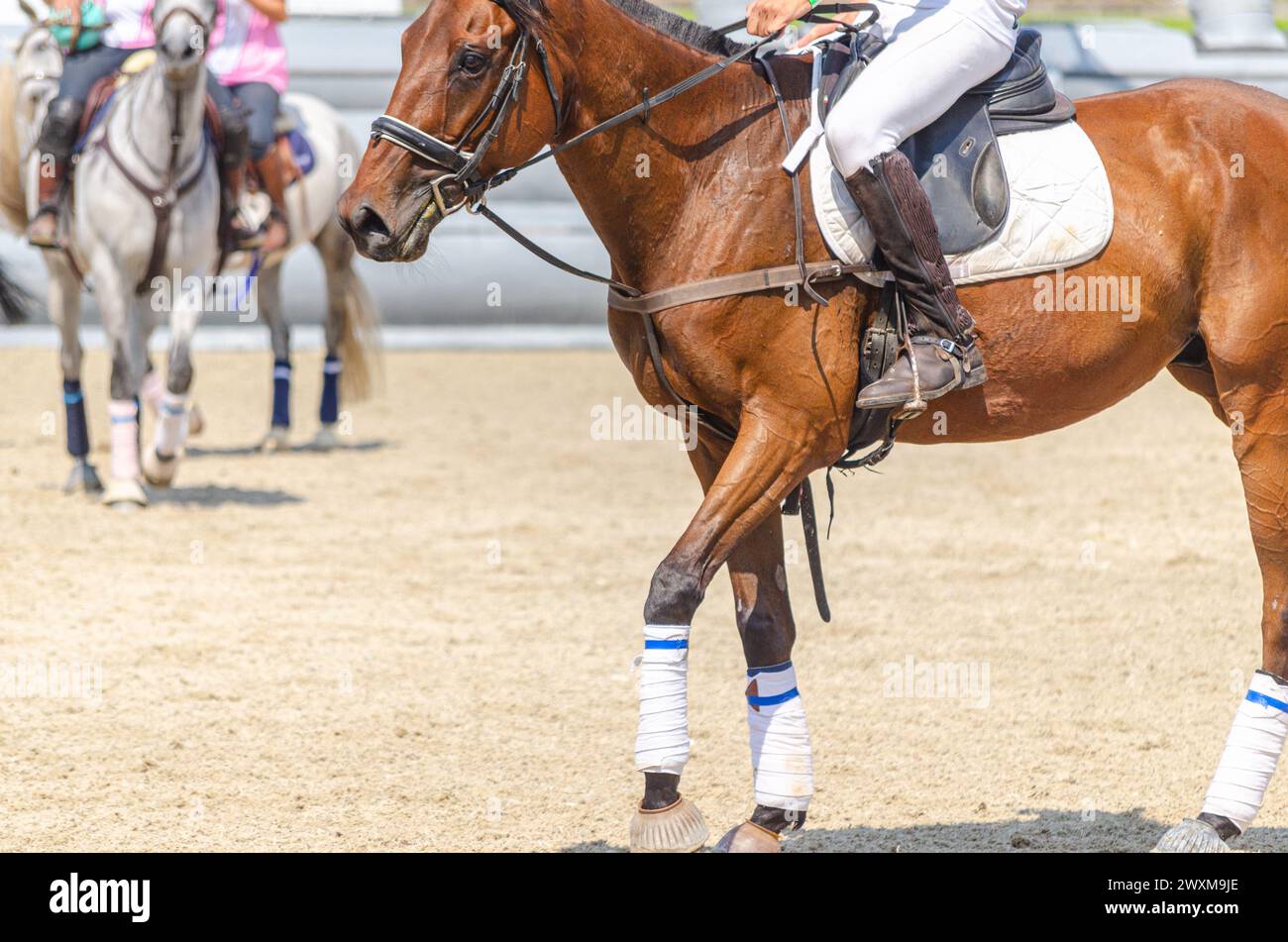 détail des jambes de deux chevaux dans un jeu de ballon de cheval, concept de sport équestre Banque D'Images