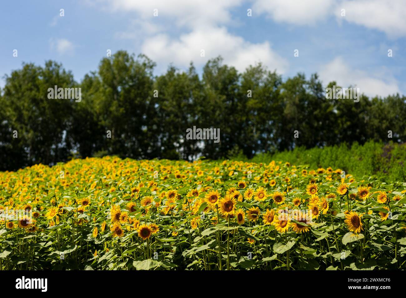 Champs de tournesol lumineux sous Sunny Sky Banque D'Images