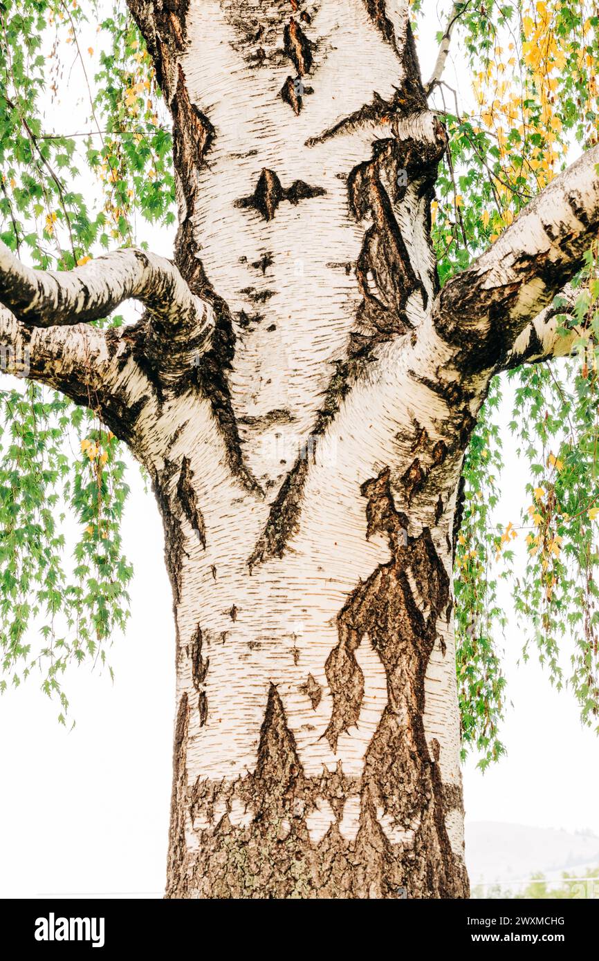 Gros plan de tronc d'arbre blanc avec des feuilles jaunes et vertes Banque D'Images