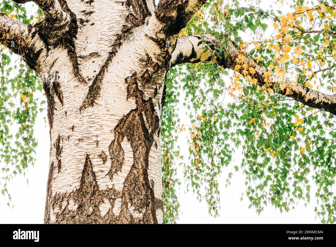 Plan clé de tronc d'arbre blanc avec des feuilles vertes et jaunes suspendues Banque D'Images