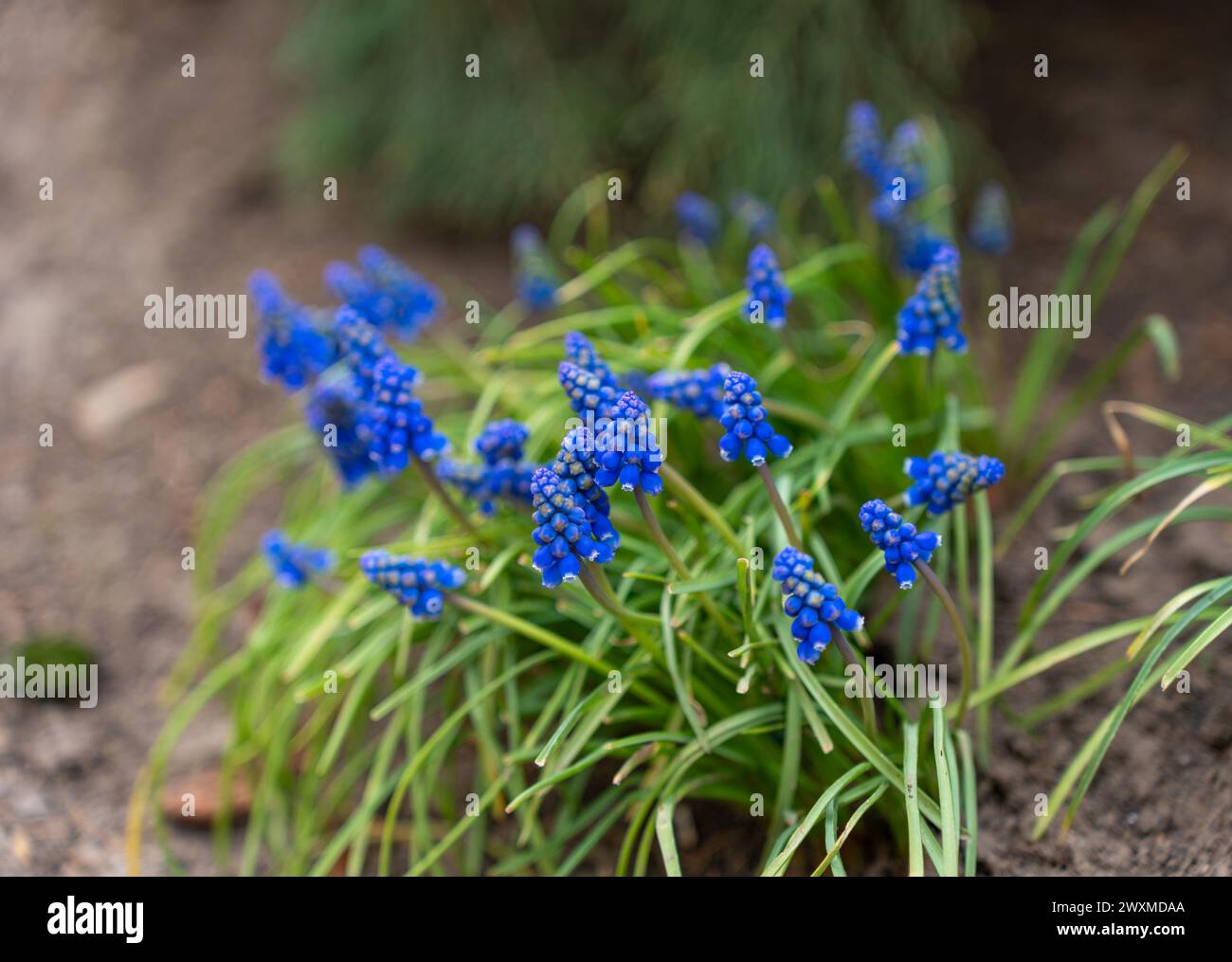 De petites fleurs sauvages bleues fleurissent dans une parcelle de terre à côté de l'herbe verte luxuriante Banque D'Images