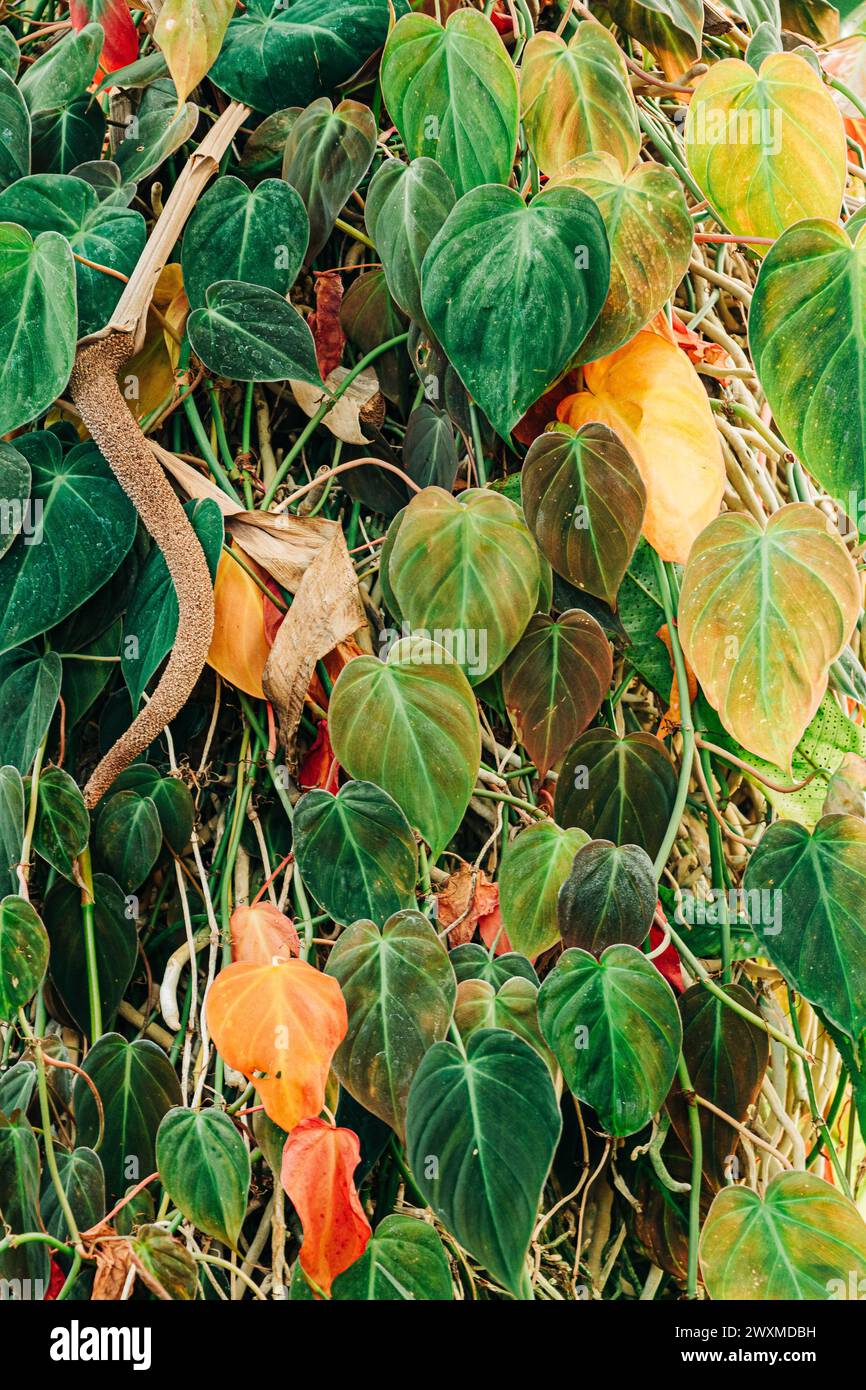Gros plan de feuilles vertes et oranges avec des branches Banque D'Images