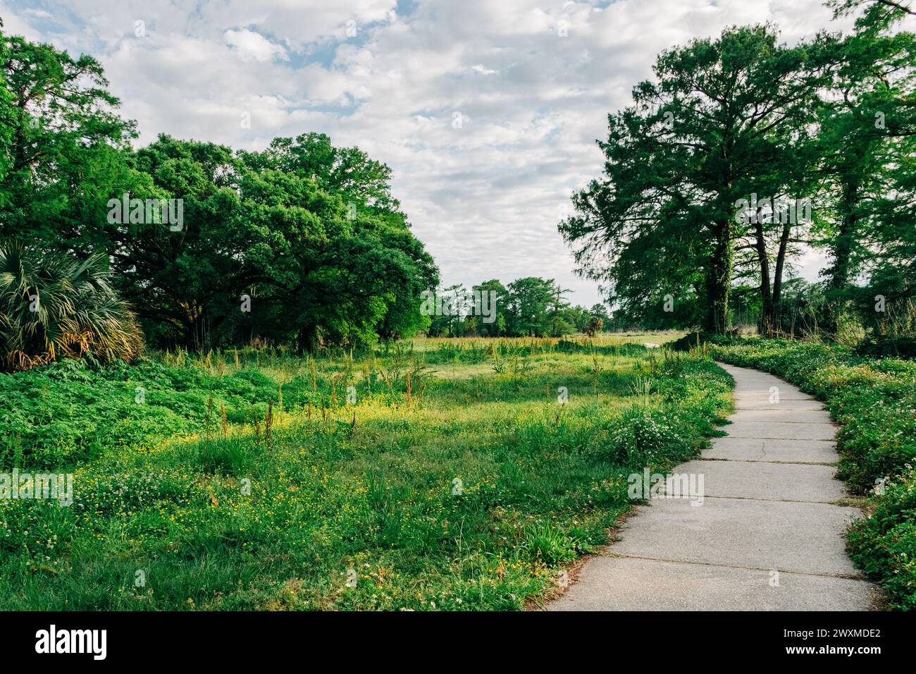 Voie verte avec sentier de randonnée pavé dans City Park, la Nouvelle-Orléans Banque D'Images