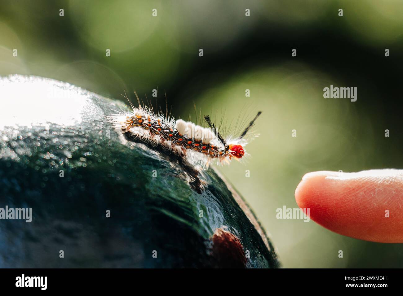 chenille de tussock en interaction avec le bout des doigts, Nouvelle-Orléans Banque D'Images