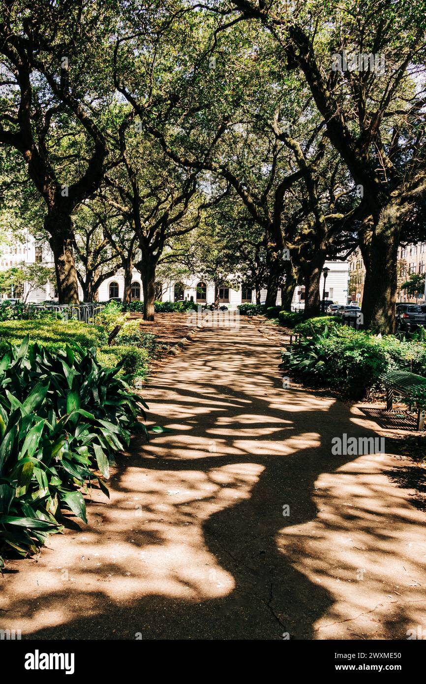 Scène de ville avec ombre de tronc d'arbre sinueux sur le sol et sentier de marche Banque D'Images