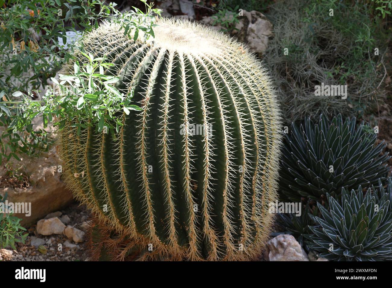 Schwiegermutterstuhl-Kaktus, Echinocactus grusonii, gehoert zu den besonders pflegeleichten Kakteen, der zudem noch eine interessante Optik aufweist. Banque D'Images