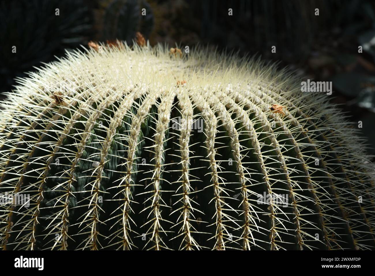 Schwiegermutterstuhl-Kaktus, Echinocactus grusonii, gehoert zu den besonders pflegeleichten Kakteen, der zudem noch eine interessante Optik aufweist. Banque D'Images
