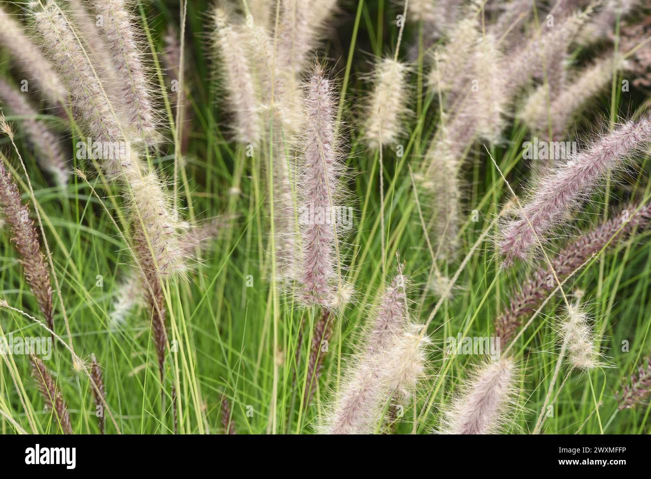 Lampenputzergras, Federborstengras Pennisetum, ist eine schoene Grassaude, mit federartigen Borsten im Herbst. Nettoyant pour lampe herbe, poils en plumes gr Banque D'Images