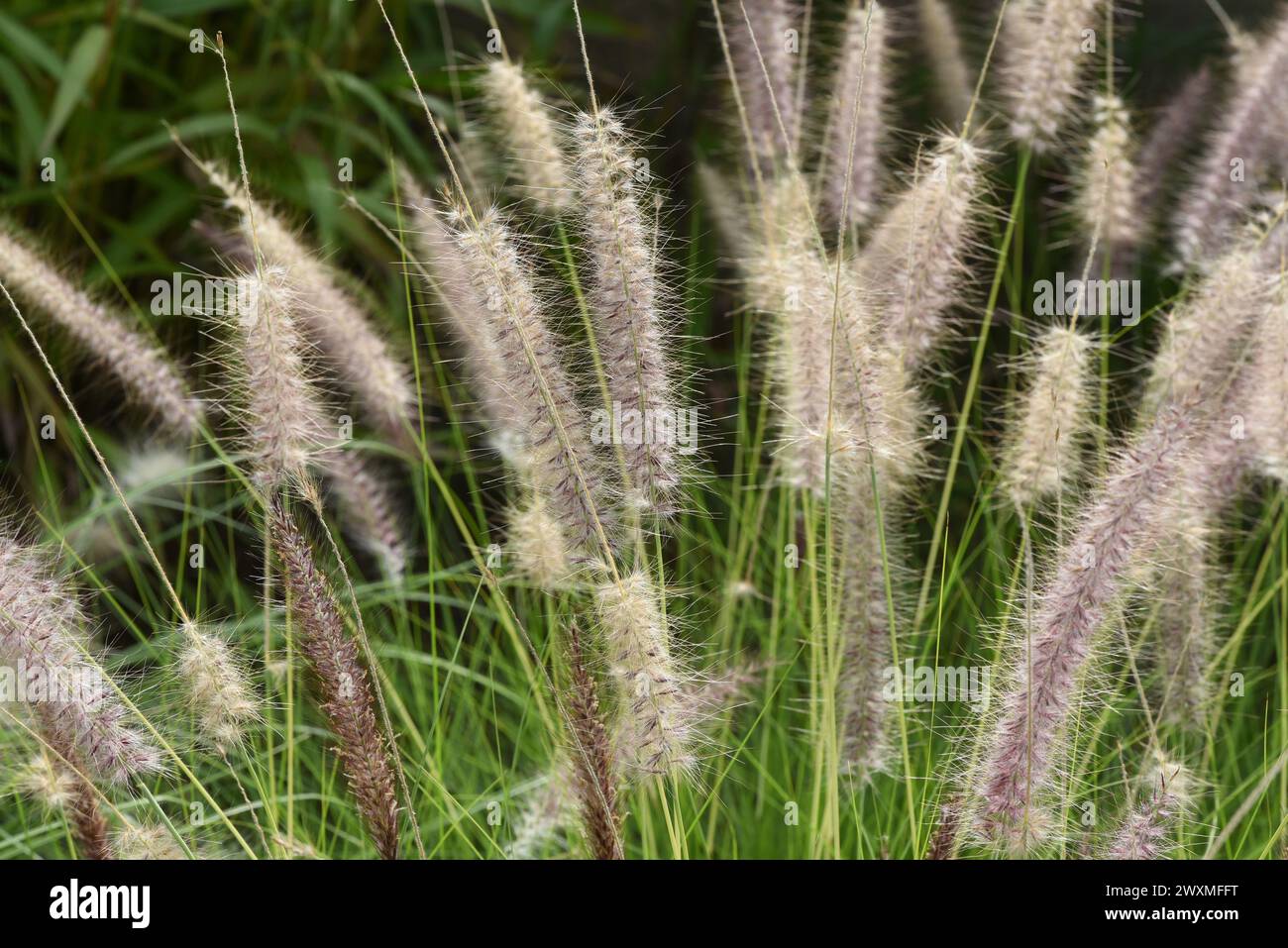 Lampenputzergras, Federborstengras Pennisetum, ist eine schoene Grassaude, mit federartigen Borsten im Herbst. Nettoyant pour lampe herbe, poils en plumes gr Banque D'Images