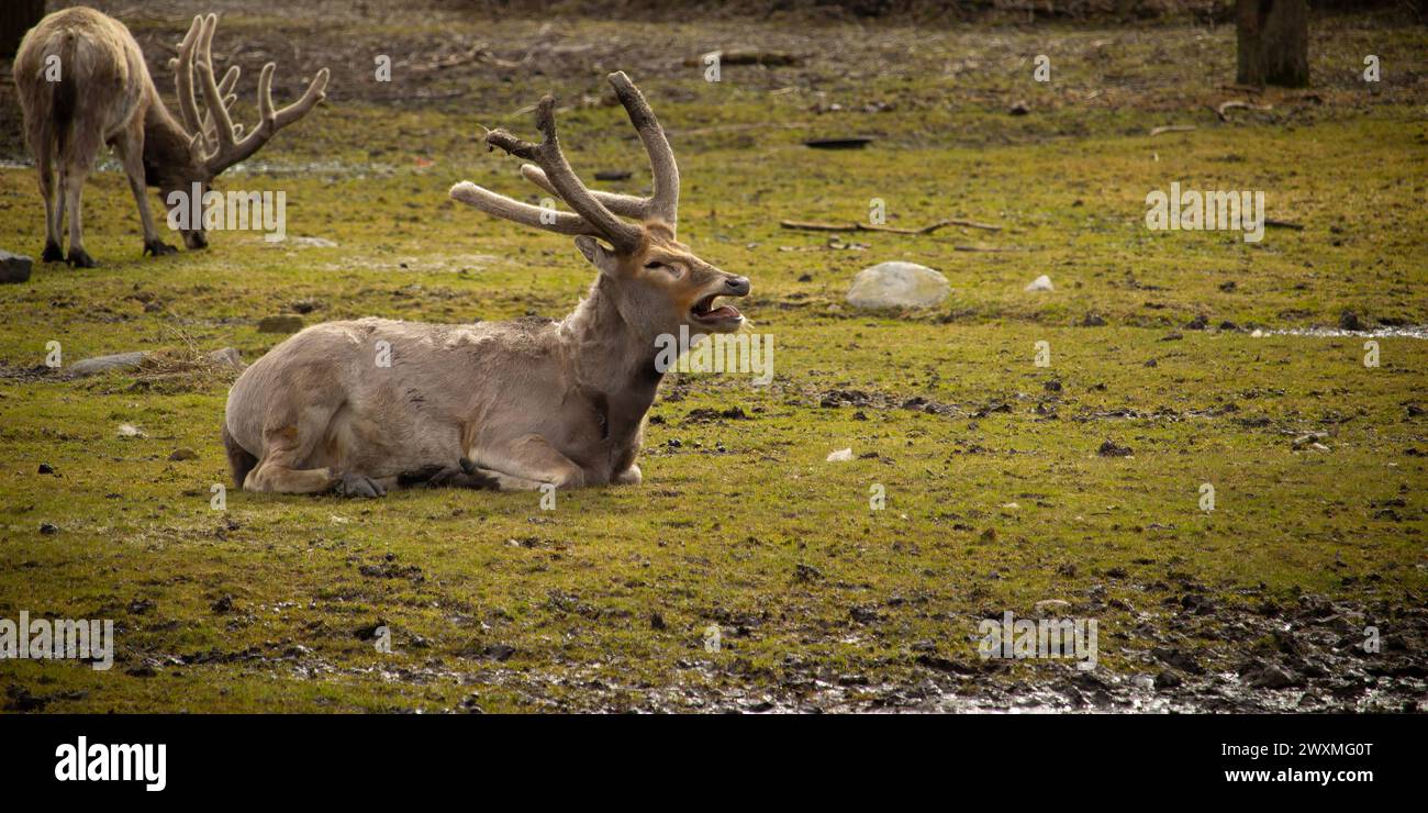 Mâle David's Deer couvert de peau de velours jour de printemps au soleil Banque D'Images