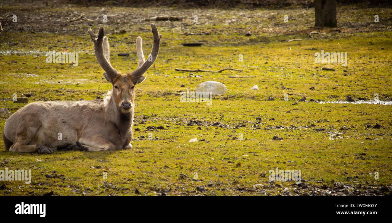 Mâle David's Deer couvert de peau de velours jour de printemps au soleil Banque D'Images