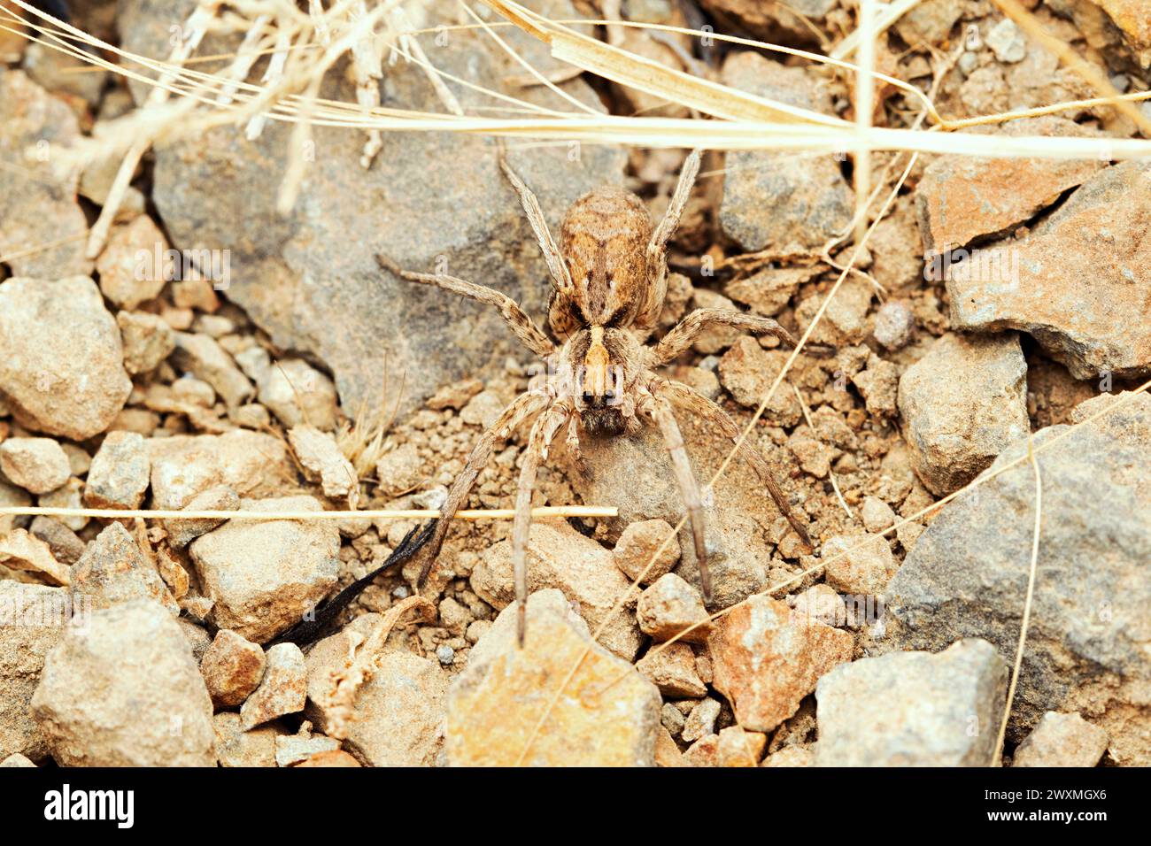 Araignée loup terrestre, Hogna desertii, Desert National Park, Rajasthan Banque D'Images