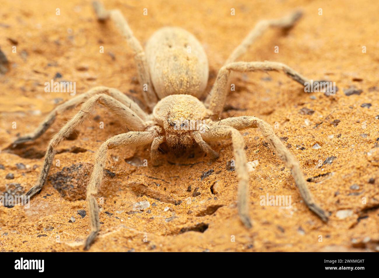 Araignée Huntsman, Eusparassus sp, Desert National Park, Rajasthan Banque D'Images