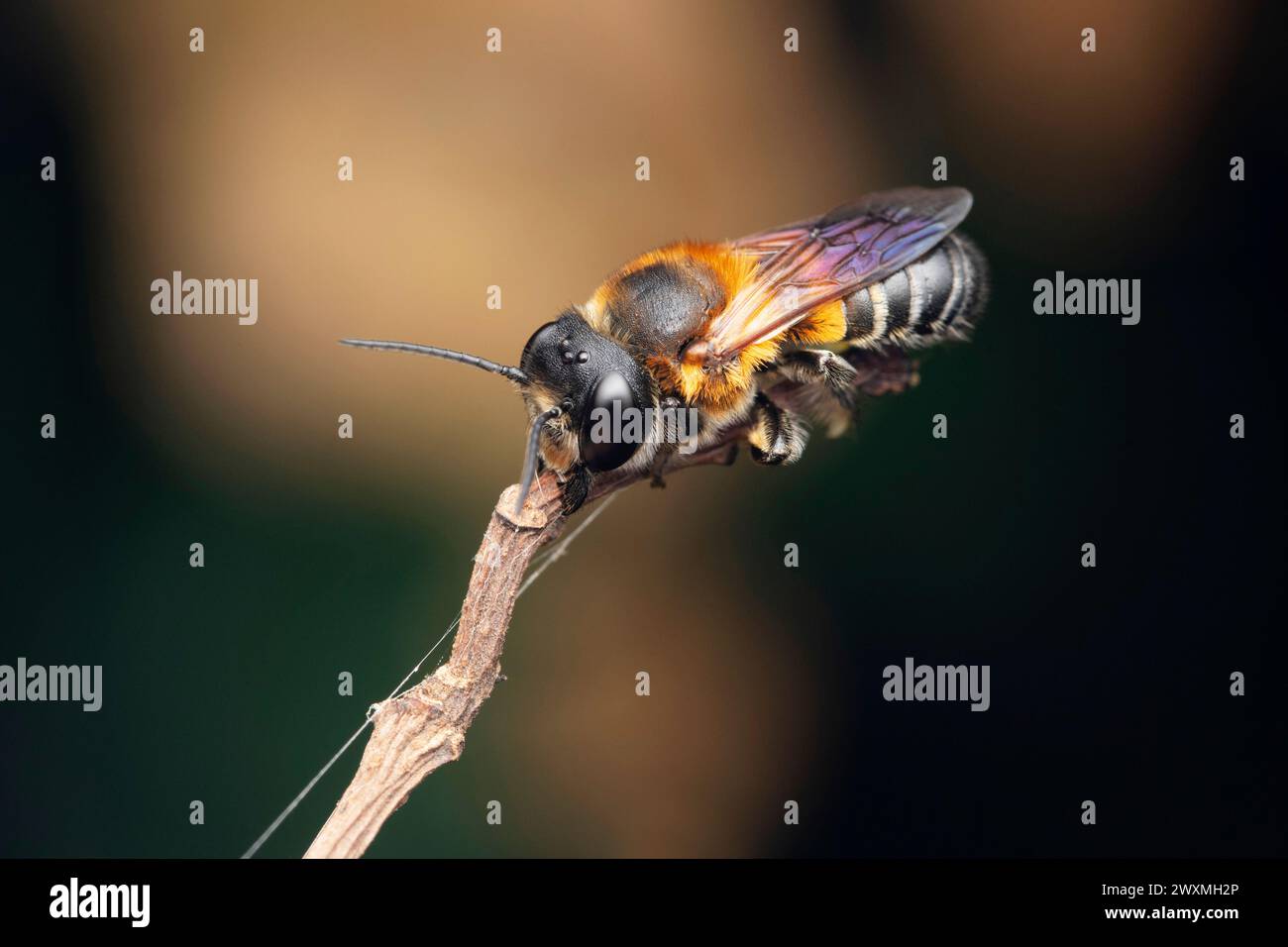 Abeille géante en résine, Megachile sculpturalis, Satara, Maharashtra, Inde 2 Banque D'Images