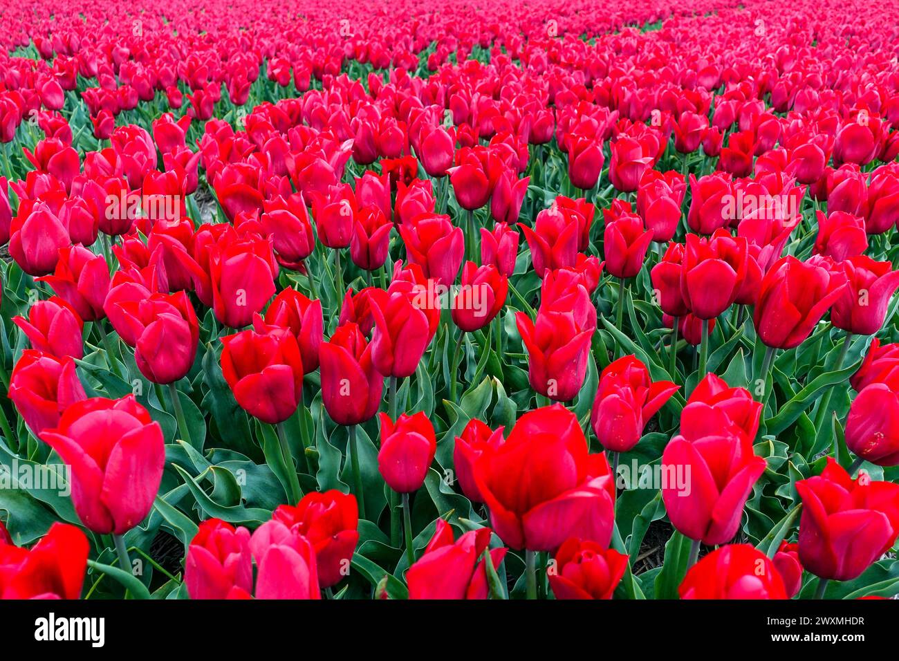 Tulipes rouges vibrantes fleurissant dans un champ floral dense dans les champs agricoles de la région des bulbes de fleurs autour de lisse, pays-Bas Banque D'Images