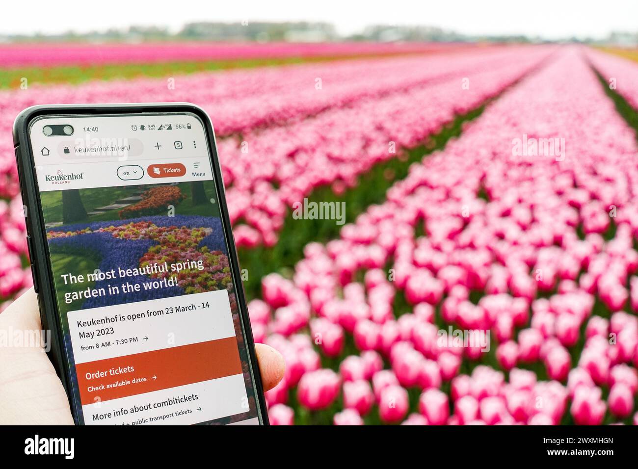 Smartphone montrant le site du Keukenhof, 'le plus beau jardin de printemps du monde', avec des champs de tulipes lisse en arrière-plan Banque D'Images