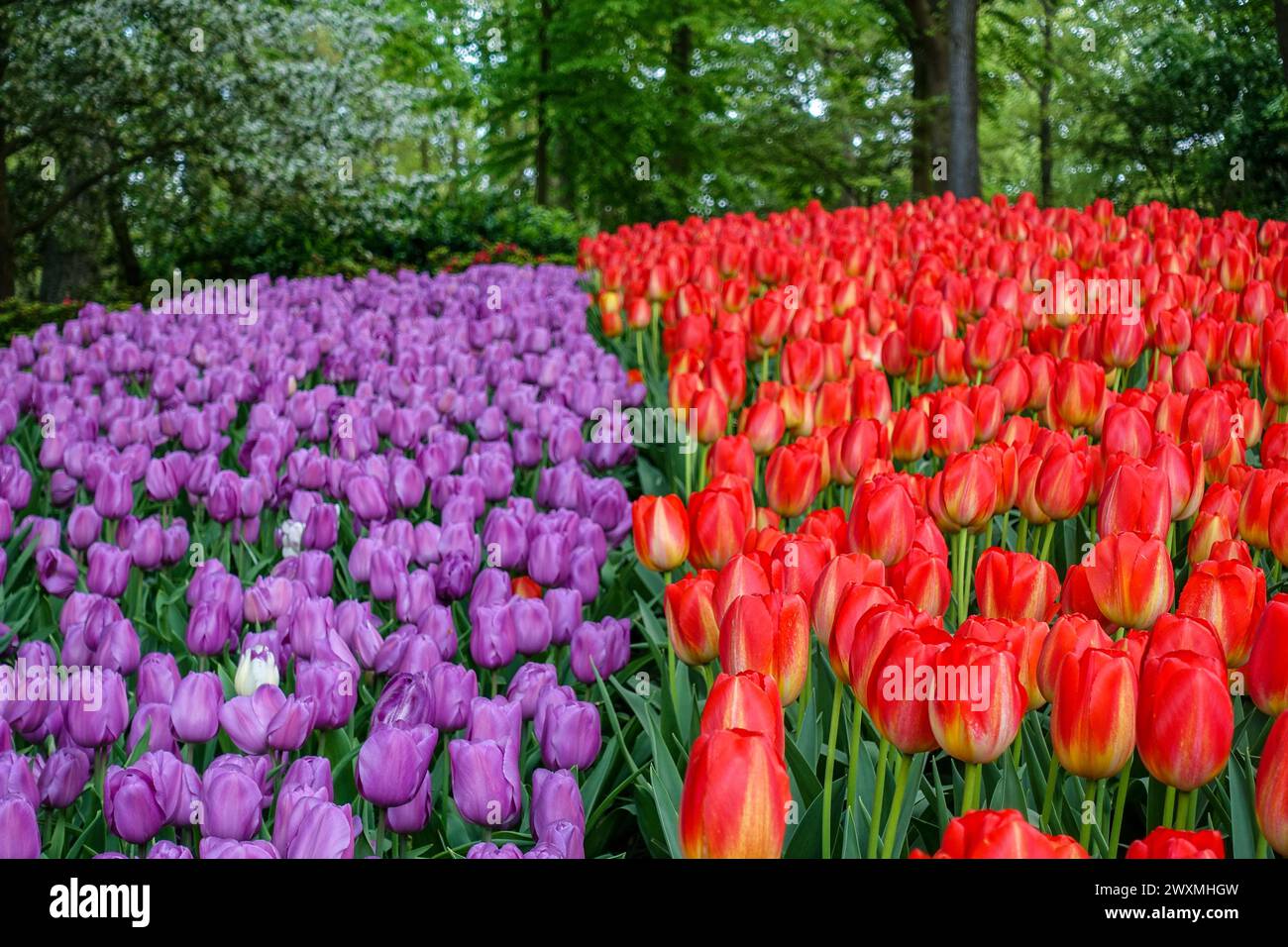 Tulipes rouges éclatantes fleurissant dans un champ floral dense, un spectacle étonnant de beauté printanière, dans les champs agricoles de la région des bulbes floraux, aux pays-Bas Banque D'Images