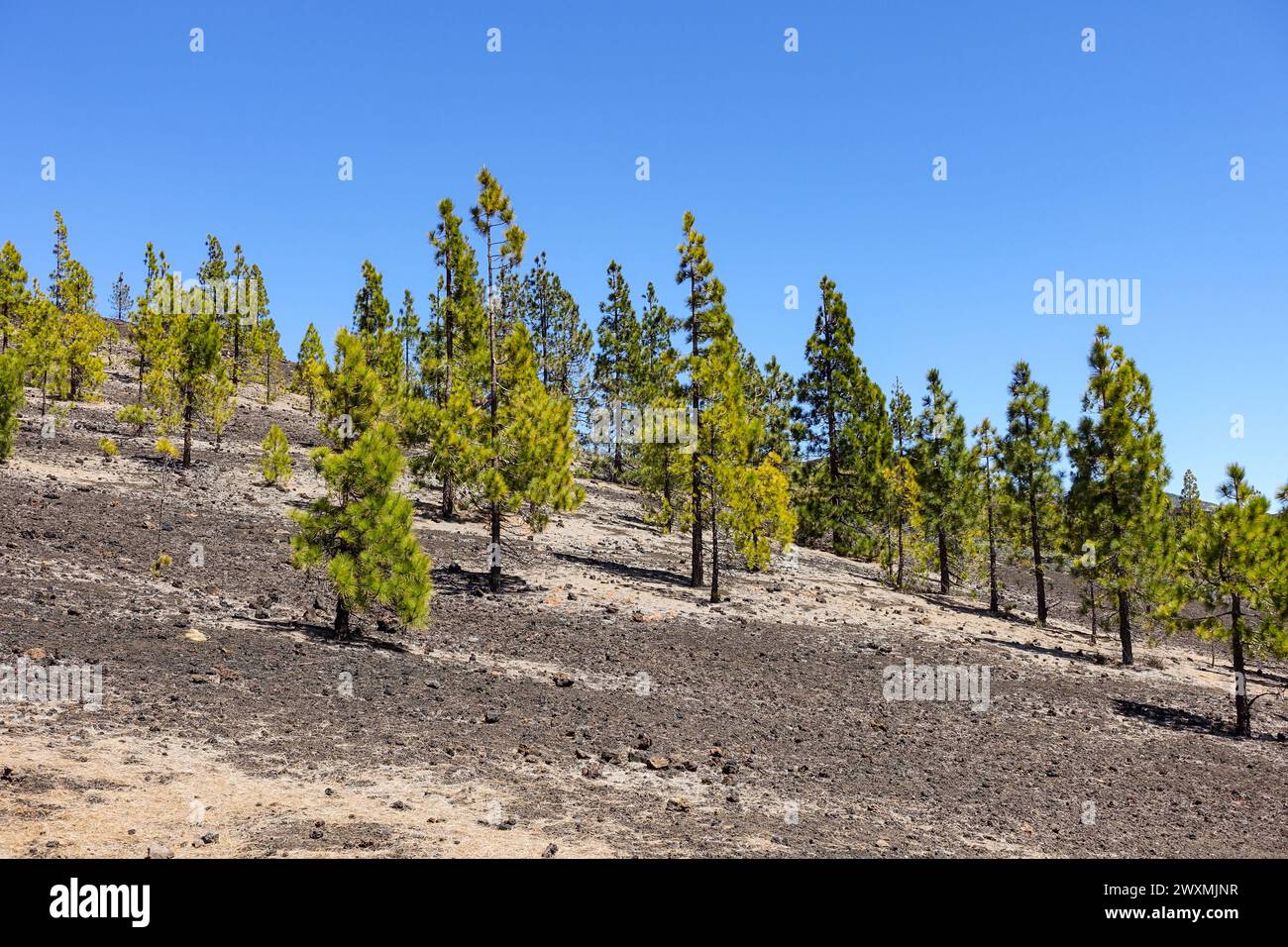 Pins clairsemés poussant sur une pente volcanique sèche à Tenerife sous un ciel bleu clair dans un environnement montagneux et aride Banque D'Images