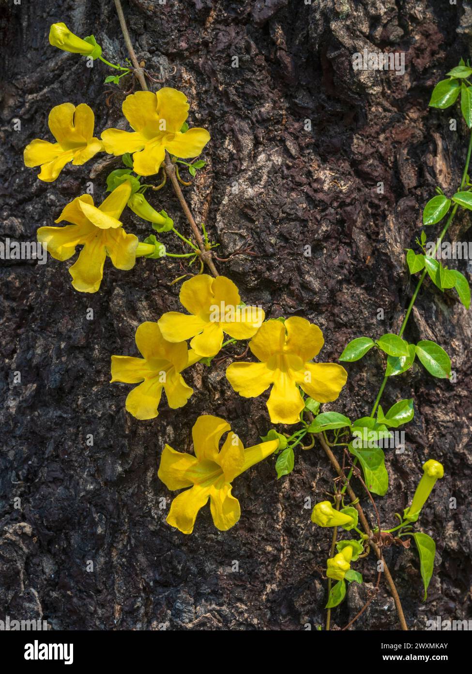 Vue rapprochée de fleurs jaunes fraîches de dolichandra unguis-cati aka crampon de chat, crampon d'entonnoir ou trompette de crampon de chat poussant sur le tronc d'arbre Banque D'Images