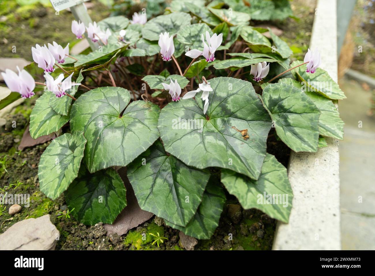 Saint-Gall, Suisse, 13 novembre 2023 Cyclamen Graecum ou cyclamen grec au jardin botanique Banque D'Images