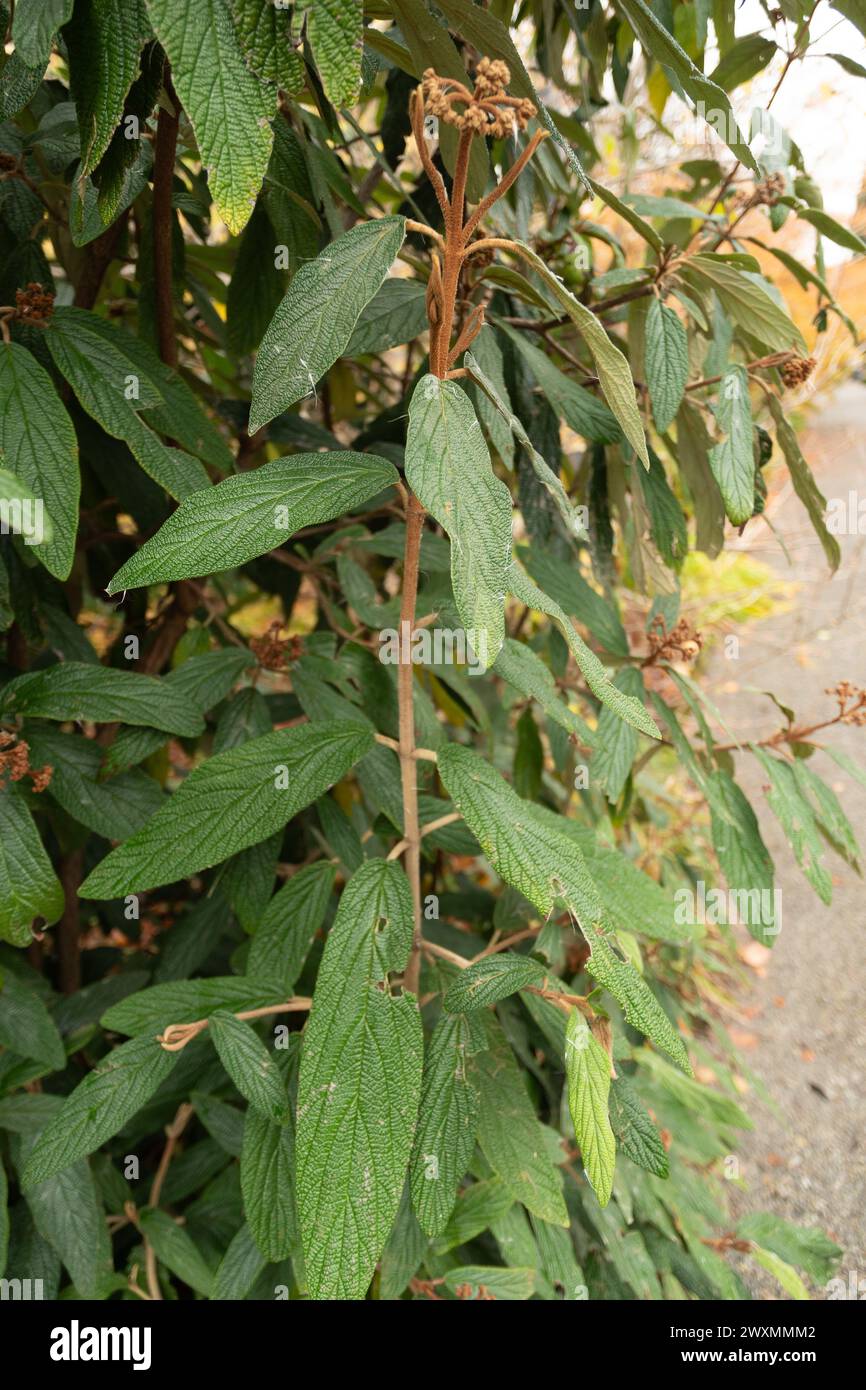 Saint-Gall, Suisse, 13 novembre 2023 Viburnum Rhytidophyllum ou plante de viburnum de feuilles de cuir au jardin botanique Banque D'Images