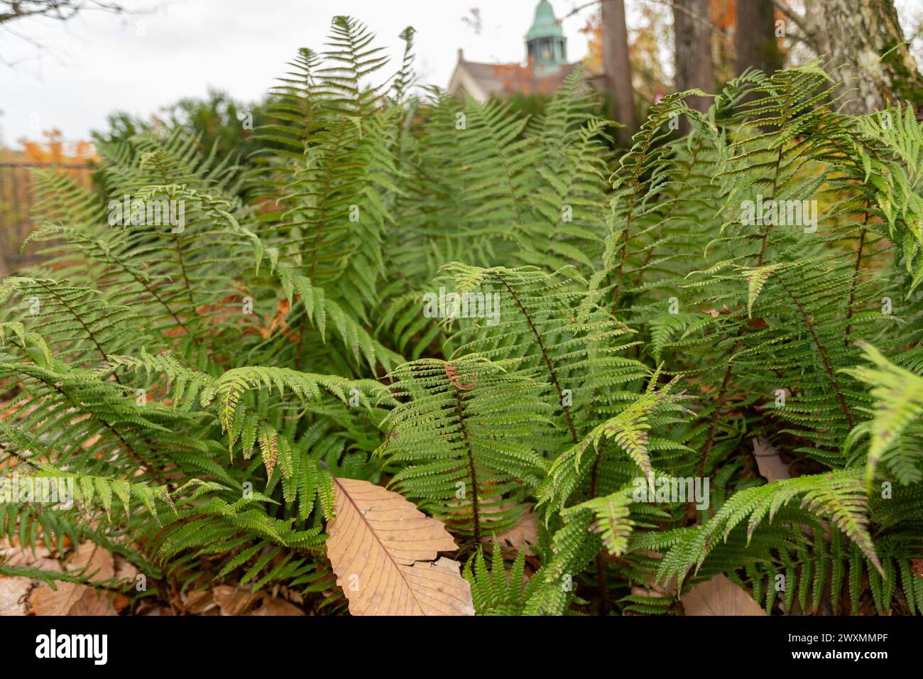 Saint-Gall, Suisse, 13 novembre 2023 Dryopteris affinis ou plante de fougère mâle écailleuse au jardin botanique Banque D'Images