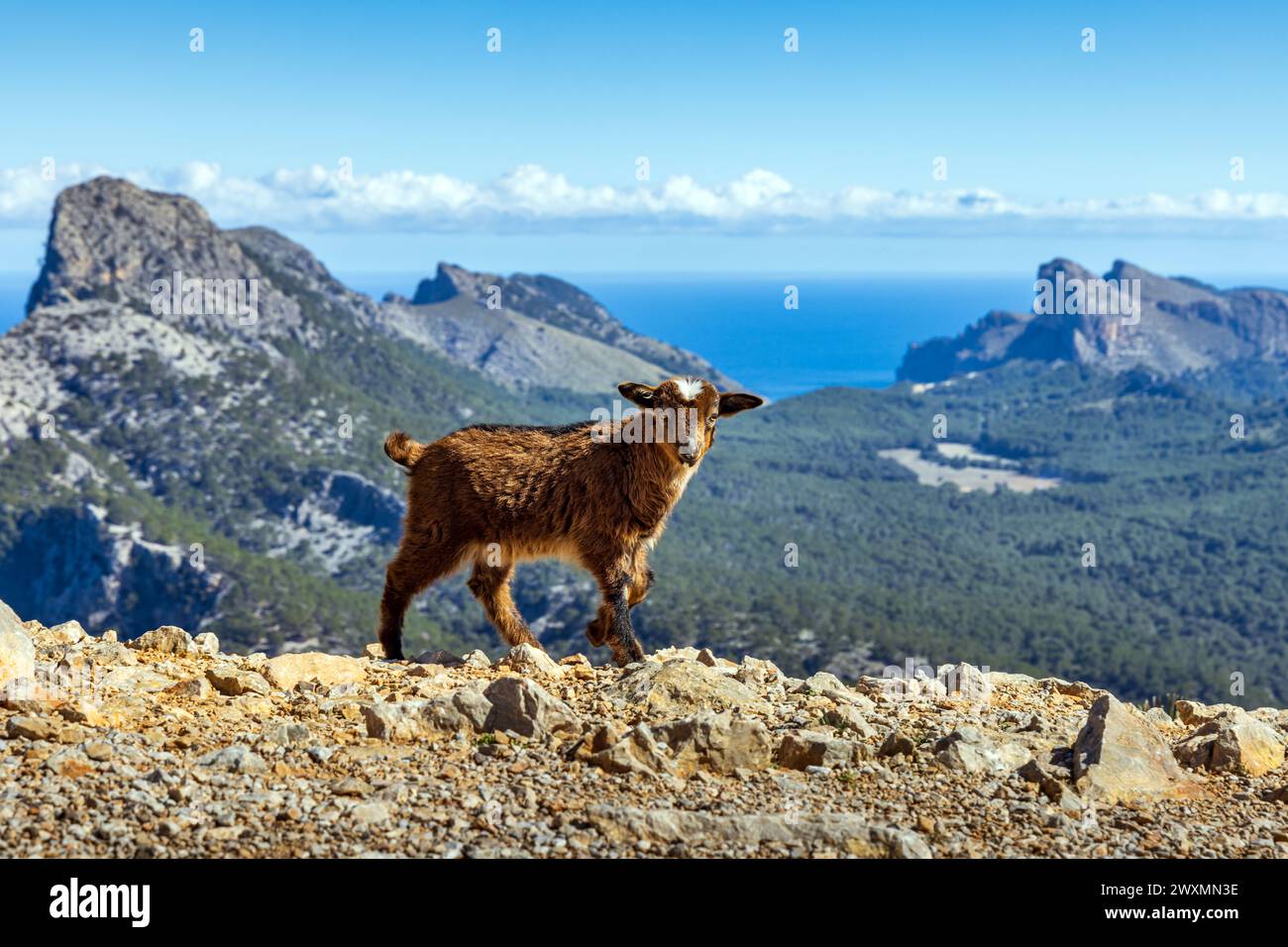Feral Goat Kid au Cap de Formentor sur l'île de Majorque , Espagne Banque D'Images