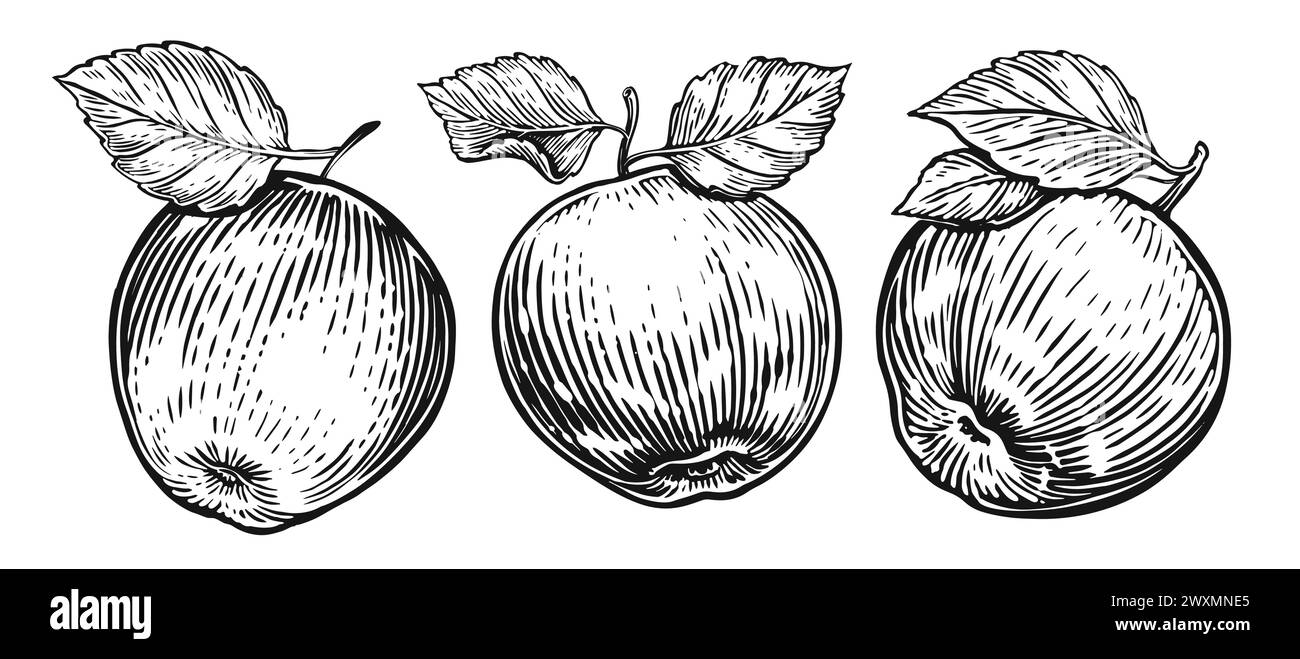 Ensemble de pommes dessinées à la main. Croquis de fruits. Illustration en noir et blanc Illustration de Vecteur