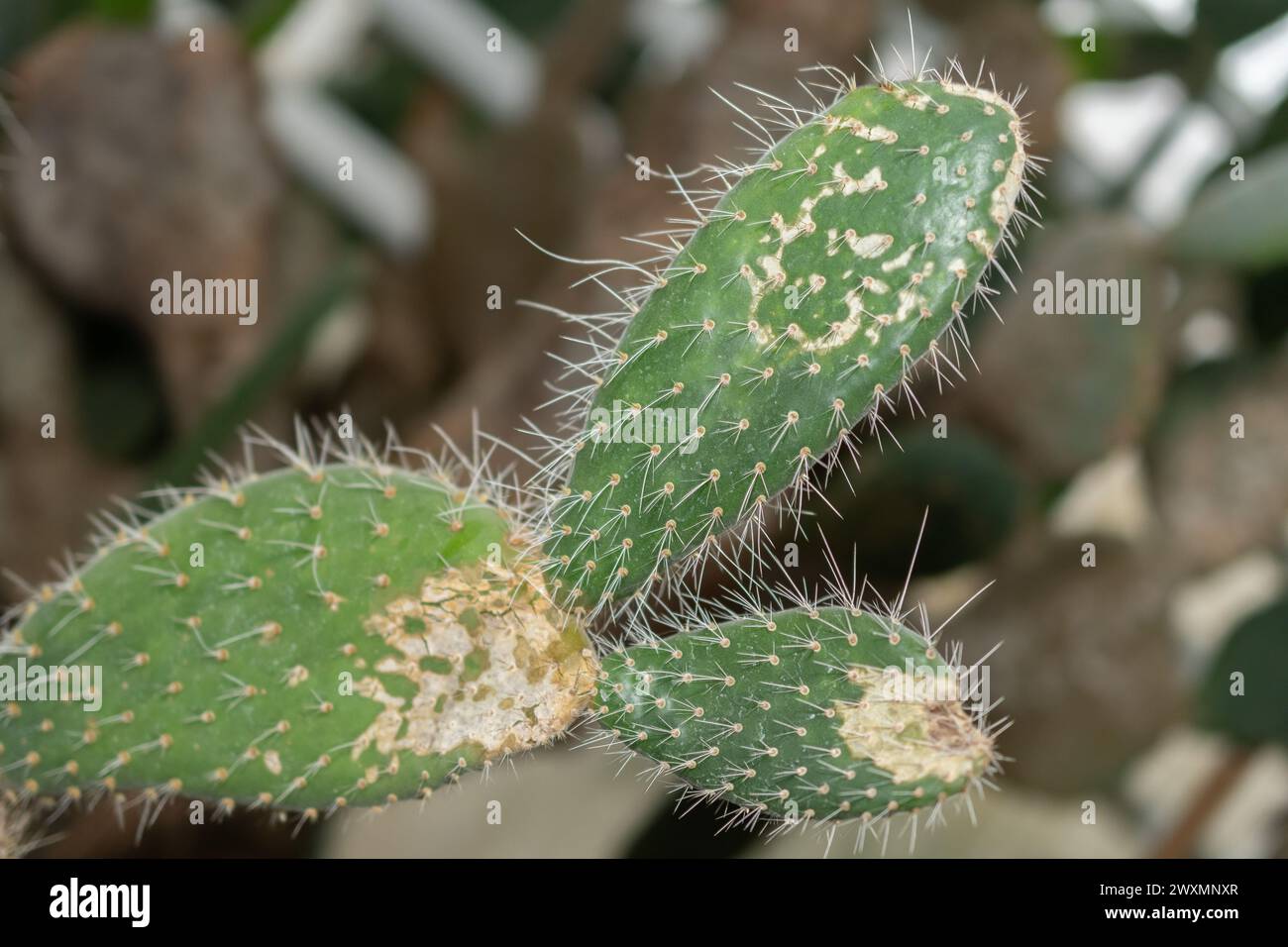 Saint-Gall, Suisse, 14 novembre 2023 Opuntia Leucotricha ou Aarons barbe cactus au jardin botanique Banque D'Images