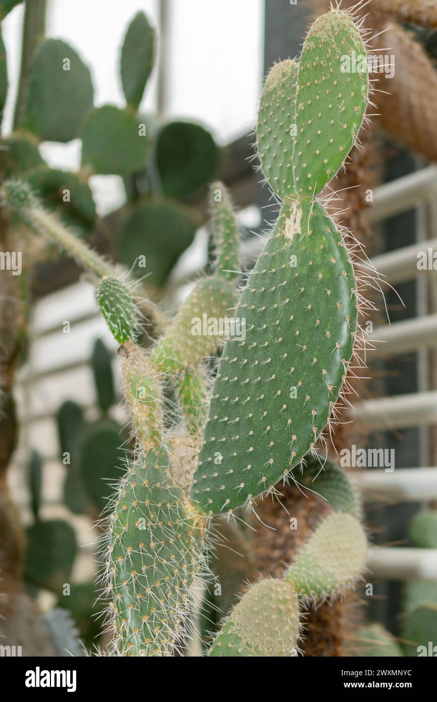 Saint-Gall, Suisse, 14 novembre 2023 Opuntia Leucotricha ou Aarons barbe cactus au jardin botanique Banque D'Images