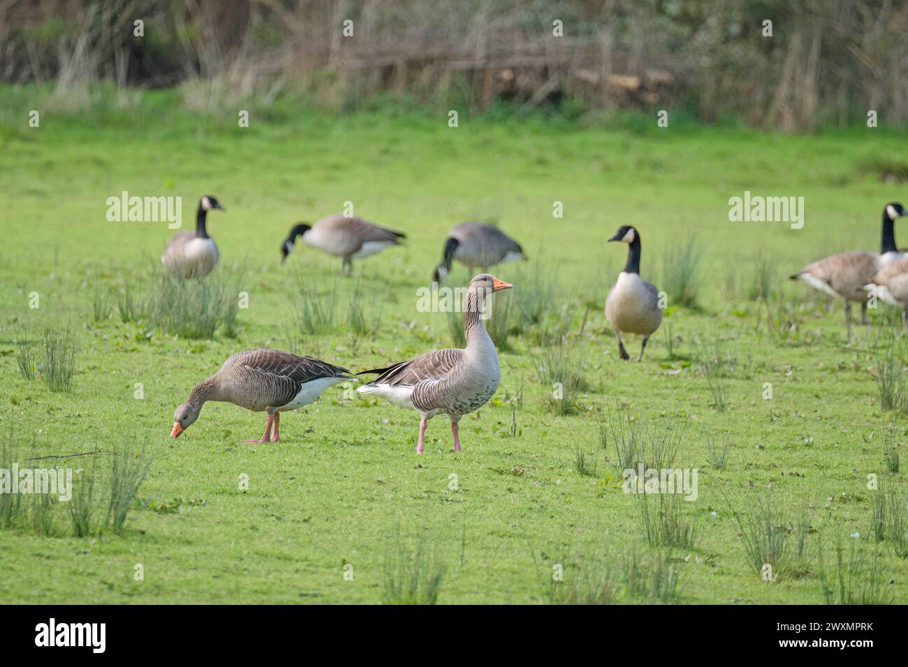 Oie de Greylag (Anser anser) pâturant parmi un troupeau d'oies du Canada, Bodenham Lake Herefordshire UK. Mars 2024. Banque D'Images