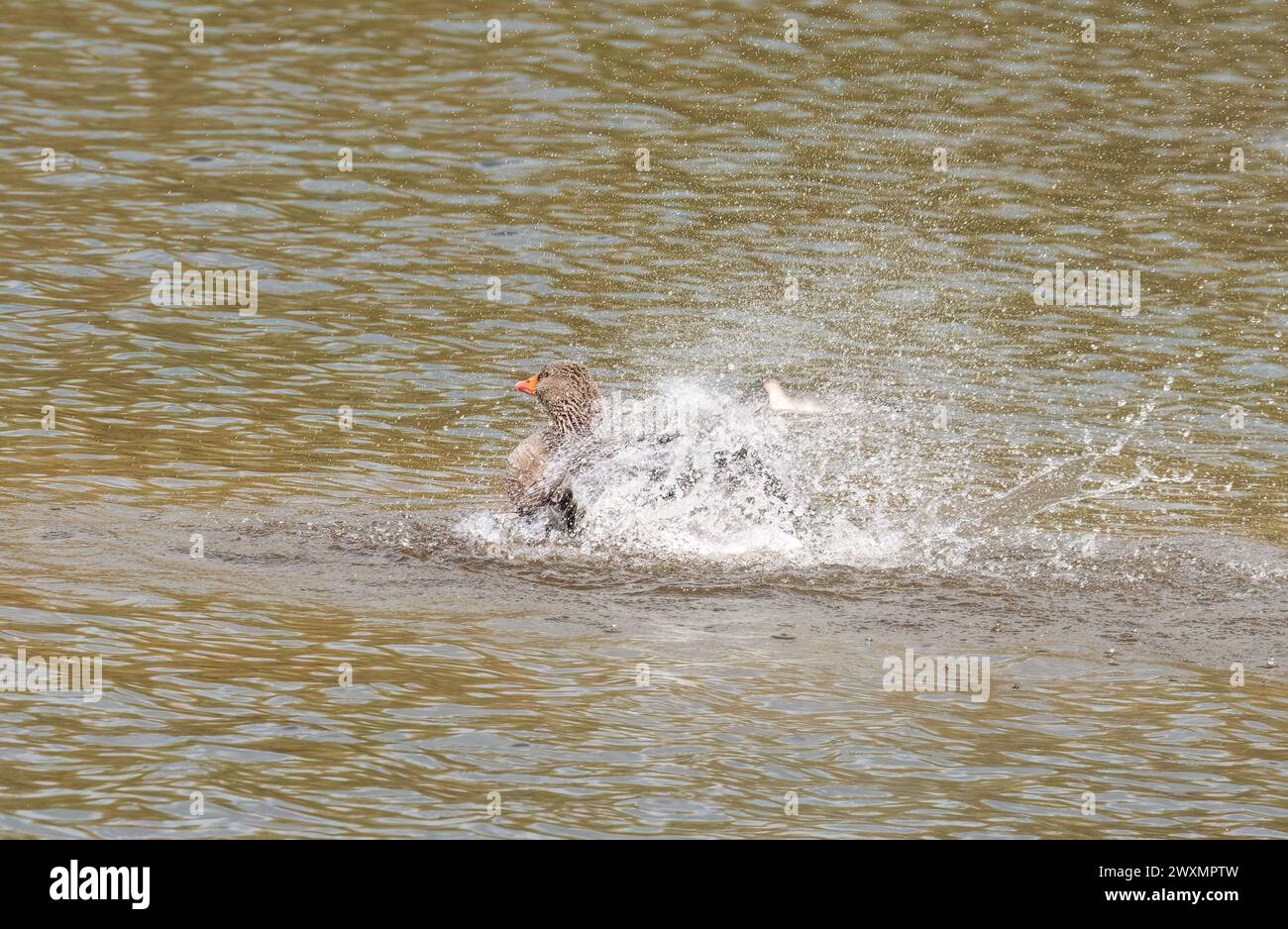 L'oie de Greylag (Anser anser) fait un éclaboussure alors qu'elle baigne dans le lac Bodenham Herefordshire Royaume-Uni. Mars 2024. Banque D'Images