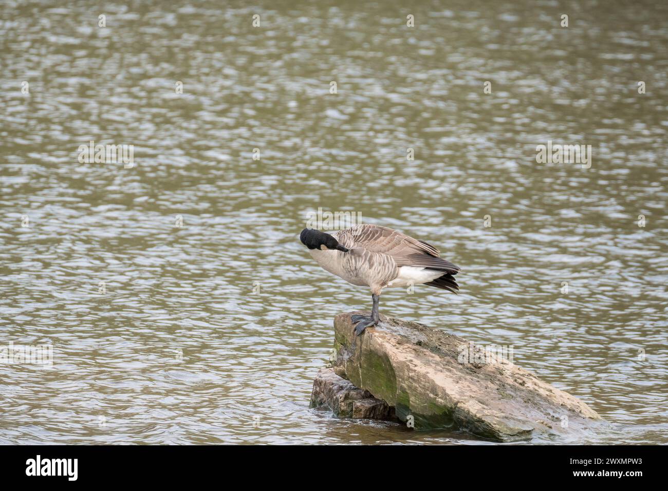 Oie du Canada (Branta canadensis) perchée sur un rocher, Bodenham Herefordshire, Royaume-Uni. Mars 2024 Banque D'Images
